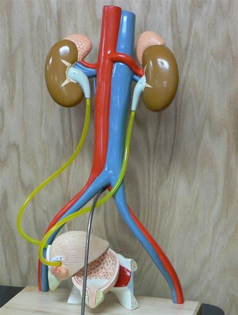 Urinary System 1 Diagram Quizlet