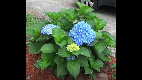 An Easy Guide For Pruning Macrophylla Hydrangea Plants Youtube