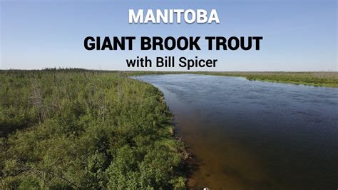 Manitoba Brook Trout Pure GIANTS YouTube