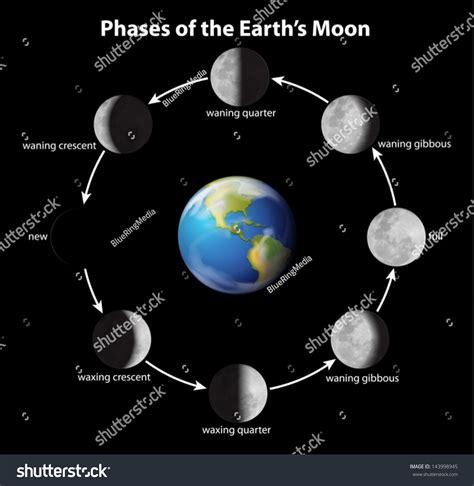 Phases On Moon Seen Earth Stock Vector (Royalty Free) 143998945 ...