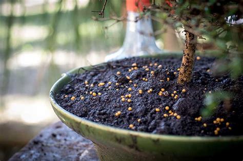 How To Grow Bonsai Fruit Trees Gardeners Path