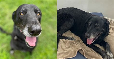 Un Chien Qui A Pass Ans Au Refuge Trouve Enfin Son Foyer Pour La