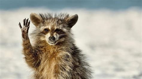 Estas Son Las Imágenes Más Divertidas De Los Premios Comedy Wildlife Photo