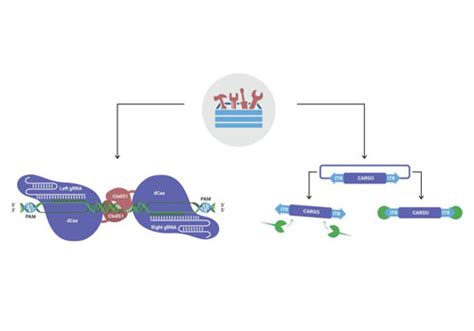 A PiggyBac Mediated Transgenesis System For The Temporary Expression Of