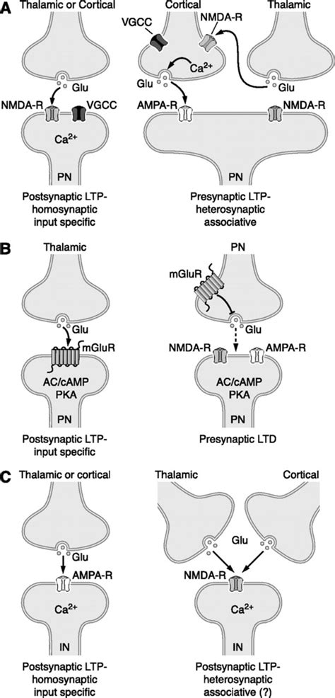 11 Long Term Synaptic Plasticity Related To Conditioned Fear In The Download Scientific