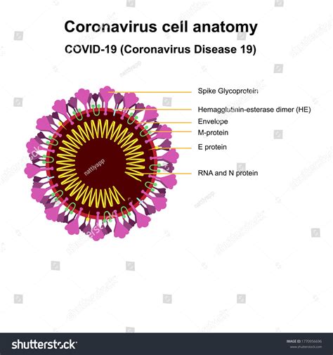 Coronavirus Cell Structures Anatomy Labeled Morphology Stock Vector ...