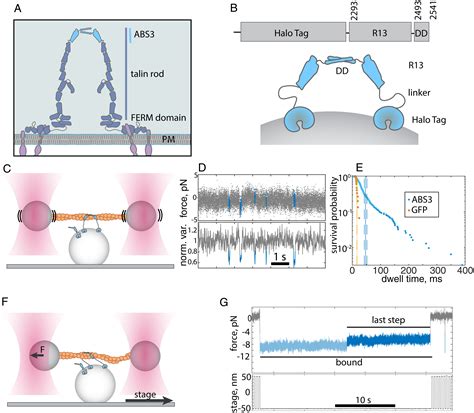 The C Terminal Actin Binding Domain Of Talin Forms An Asymmetric Catch