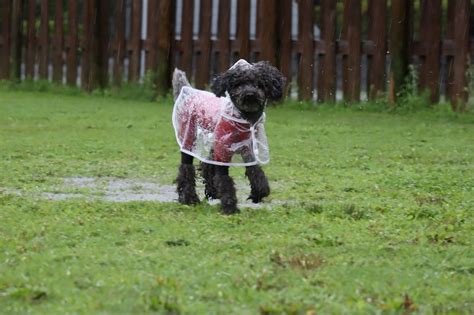 雨の1日です｜宮崎のドッグランはdogrun Sol