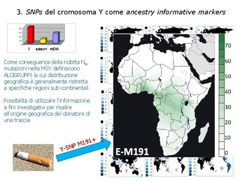 Parte 11 I Marcatori Uniparentali Y E Mt