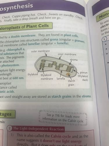 A Photosynthesis Flashcards Quizlet