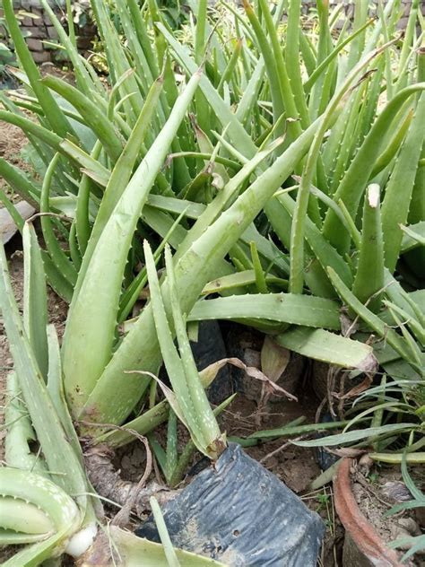 Green Herbal Aloe Vera Leaves Packaging Type Loose Grade A Grade At