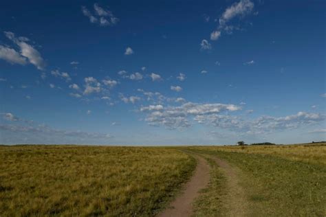 Premium Photo | Pampas grass landscape La Pampa province Patagonia ...