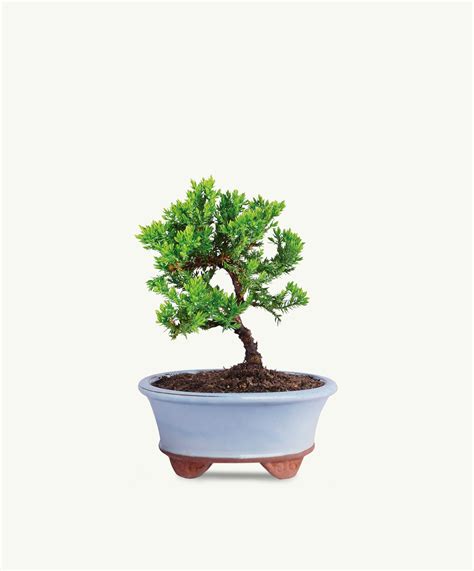 Green Mound Juniper Bonsai Bloomsybox