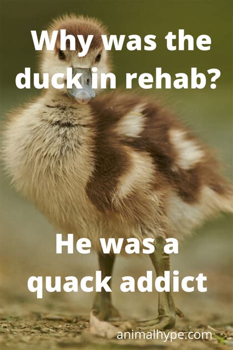 32 Funny Duck Puns That Will Quack You Up Animal Hype