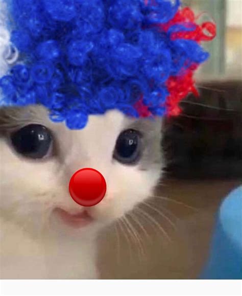 create meme cat cat cute cats pictures meme arsenalcom