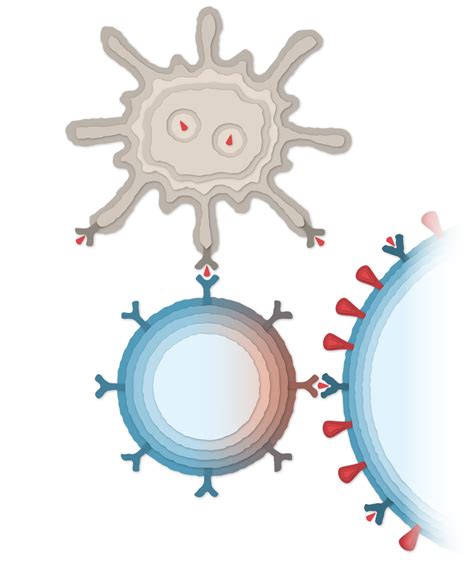 How Moderna’s Covid-19 Vaccine Works - The New York Times