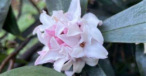 Daphne Plants Care And Varieties Nurseries Online