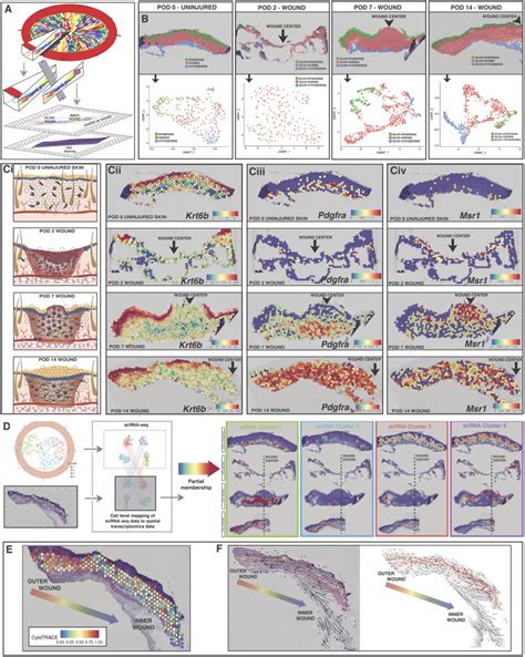 Integrated Spatial Multiomics Reveals Fibroblast Fate During Tissue