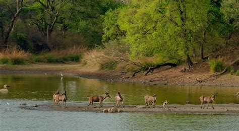 Jungle-Calling - OUR BLOG