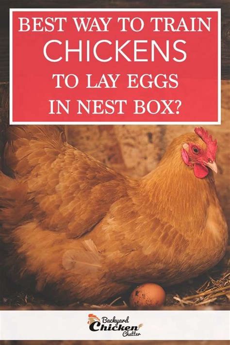 How To Train Chickens To Lay Eggs In The Nest Box