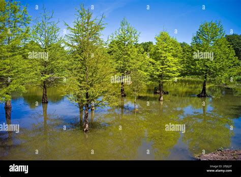 In The Ellerhoop Arboretum Bald Cypresses Pinneberg District Germany