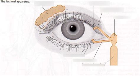 Lacrimal System Diagram Quizlet