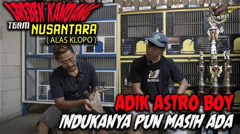 KAMI KASIH BOCORAN ASTRO BOY TERNYATA DARI KANDANG SINI YouTube