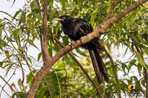 Asian Koel Eudynamys Scolopaceus Birds Of Gujarat