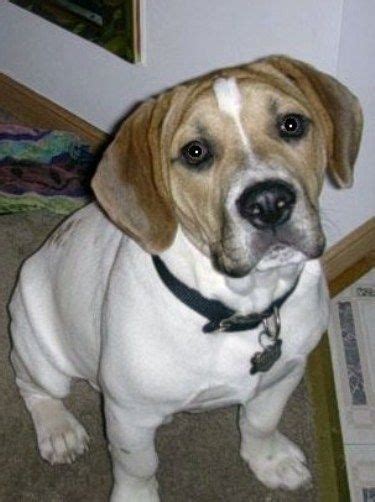 bulldog beagle mix cute! | Bulldog breeds, American pitbull terrier ...