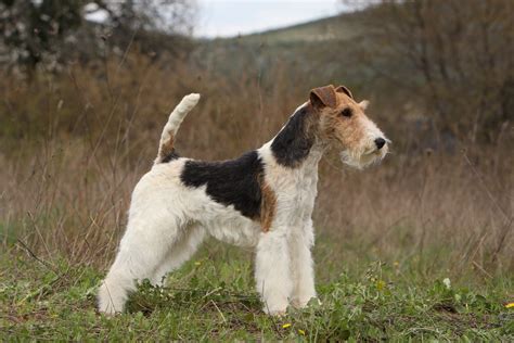 Fox Terrier Caractère Origine Prix éducation Et Conseils