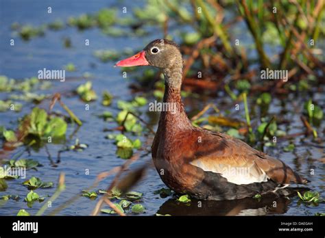 Red Billed Whistling Duck Dendrocygna Autumnalis Standing In Stock