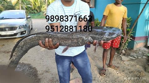 Pangasius Fish Seed At 2 Piece Fish Seeds In Umargam ID