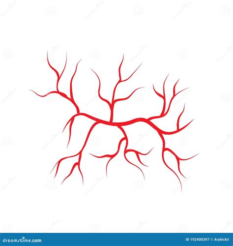 Human Veins And Arteries Illustration Design Template Stock Vector