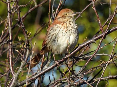 What Is The State Bird Of Georgia All Facts Explained