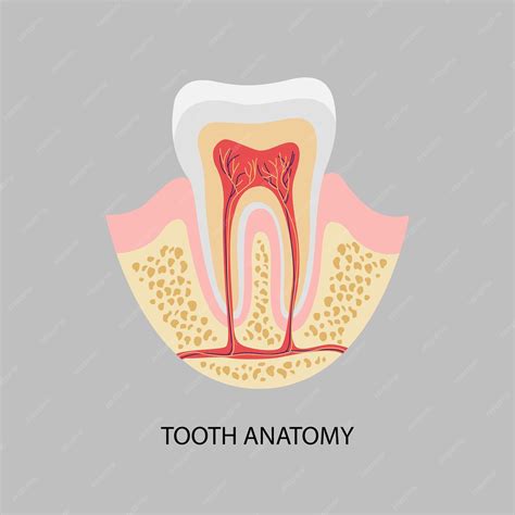 tooth anatomy diagram premium vector