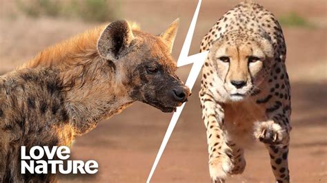 Cheetah Vs Hyena