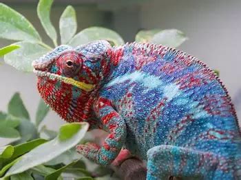 Best Pet Chameleons | Pet Chamleon Care