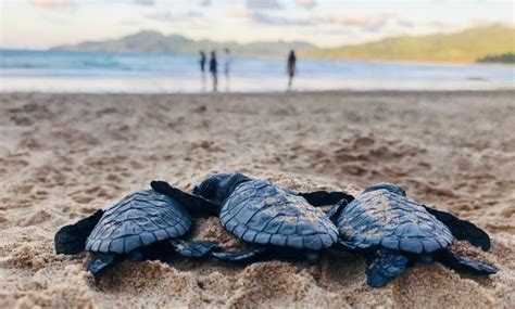 Dove Vedere Le Tartarughe Marine Florida Italia E Nel Mondo