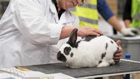 Behind The Scenes Of Rabbit Testing In The Lab