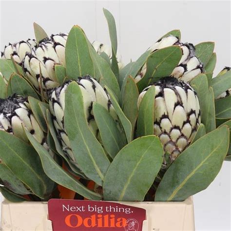 Protea Weiss Leopard 40cm Bangsia Und Protea Heyl Blumengroßhandel Floristikgroßhandel