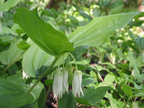 Flowering perennials for shade | Sound Native Plants