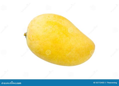 Mango Is Ripe Isolated Stock Image Image Of Isolated 55772455