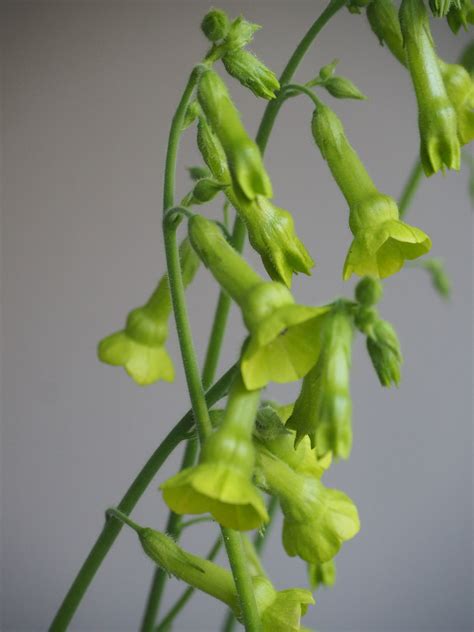 nicotiana flower 7