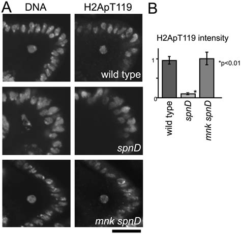 The Meiotic Recombination Checkpoint Suppresses Nhk 1 Activity A H2a