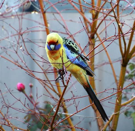 Bird Wild Green Rosella - Free photo on Pixabay - Pixabay