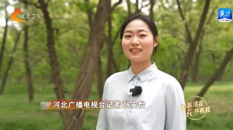 【这么近，那么美，周末到河北】美丽河北 花开燕赵｜正定：千亩野槐开 飘香迎客来