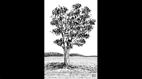 Eucalyptus Tree Sketch At Explore Collection Of