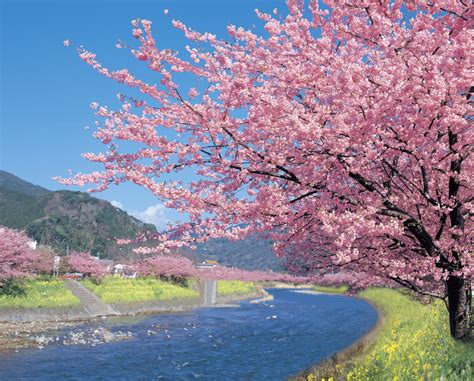 伊豆の早春～ つるし雛・河津桜まつり ～ あけぼの会