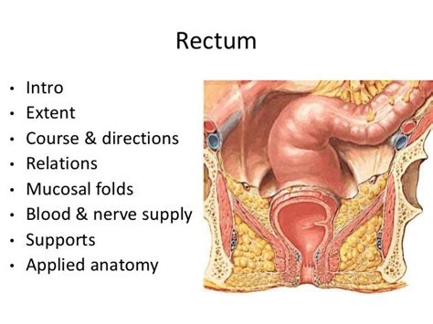 Anatomy Of Rectum