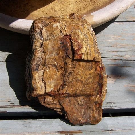 Texas Natural Raw Unpolished Petrified Wood Treasury Item